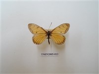 藏品(苧麻珍蝶)的圖片